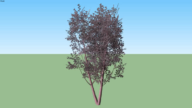 梅花李001 植物 其他 湖 画 天空