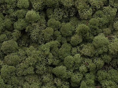 绿植墙