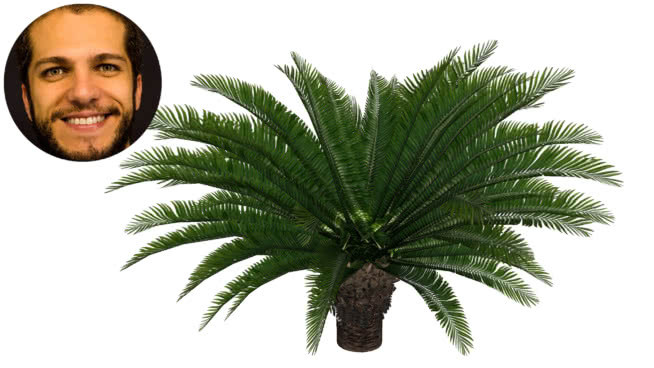 cycca亚信palmeira Sagu苏铁 植物 菠萝 画