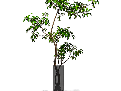 盆栽植物带花盆