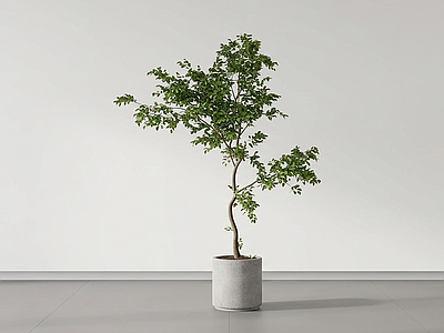 小型绿植盆栽
