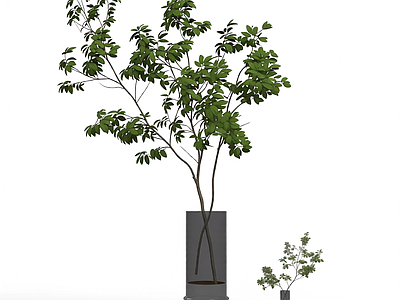 盆栽植物装饰
