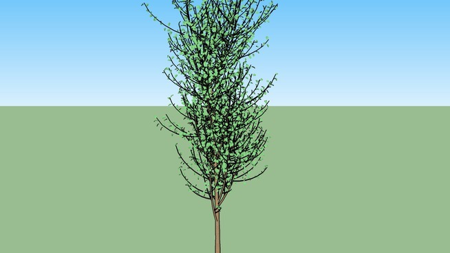 三维杨树 植物 其他 草地 画