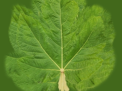 绿植墙