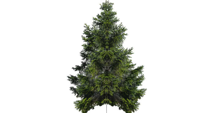 三维的松树 植物 树林 迷雾 湖 画