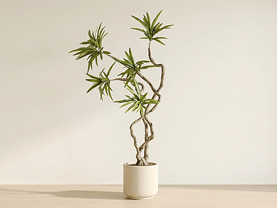 艺术绿植盆栽