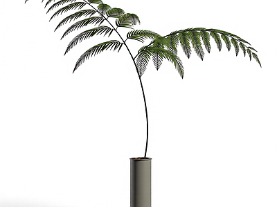 盆栽植物装饰