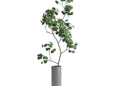花瓶插枝植物装饰