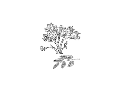 乔木种植 备用植物图例