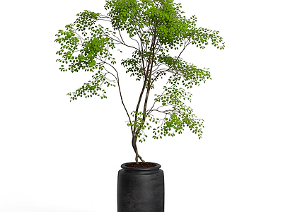 盆栽植物装饰