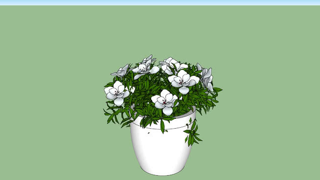 White flowers in vase 其他 植物 花瓶 花 画