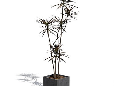 盆栽植物组合