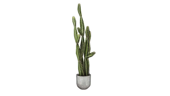 60664株仙人掌盆栽202cm 植物 螳螂 饰品 树蛙 绿蜥蜴