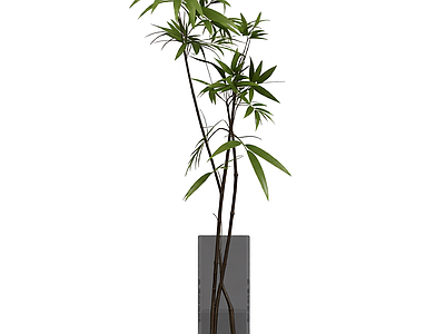 带盆完整盆栽