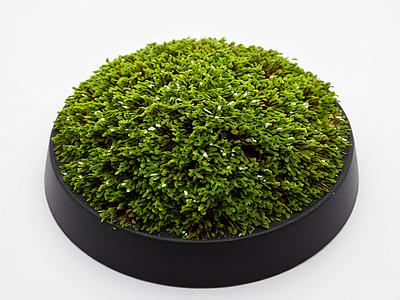盆栽植物装饰