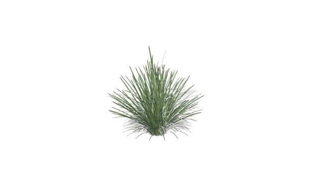 高大的观赏草 饰品 其他 草地 画