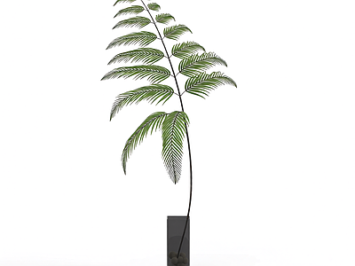 盆栽蕨类植物