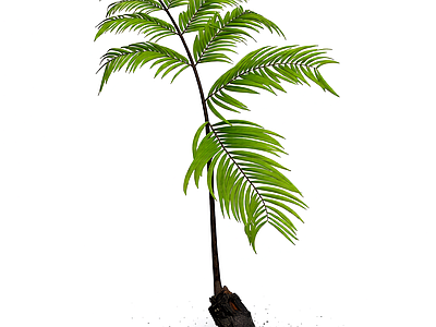带盆蕨类盆栽