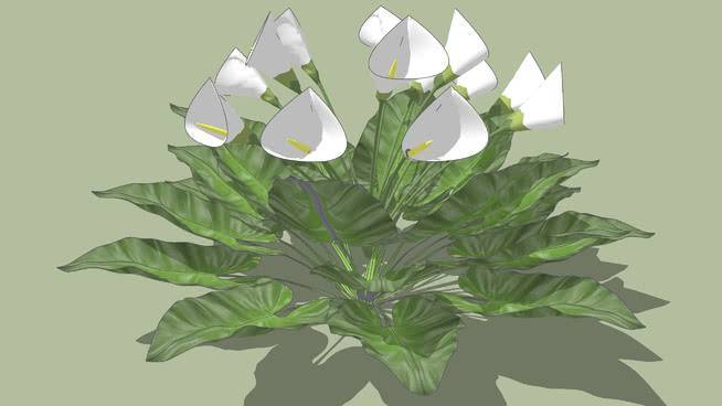 马蹄莲 其他 花 植物 画