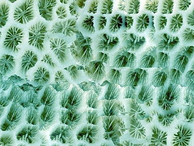 花纹布纹