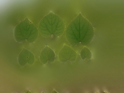 绿植墙