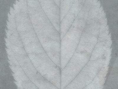 绿植墙