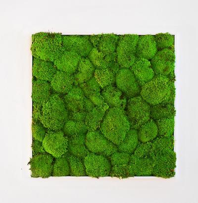 植物墙 贴图 自然元素