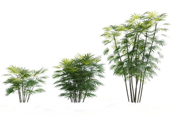 现代热带植物 棕竹