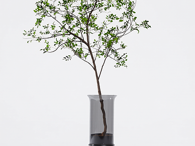 盆栽植物组合