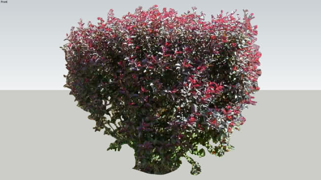 沙樱桃 其他 花 画 花盆