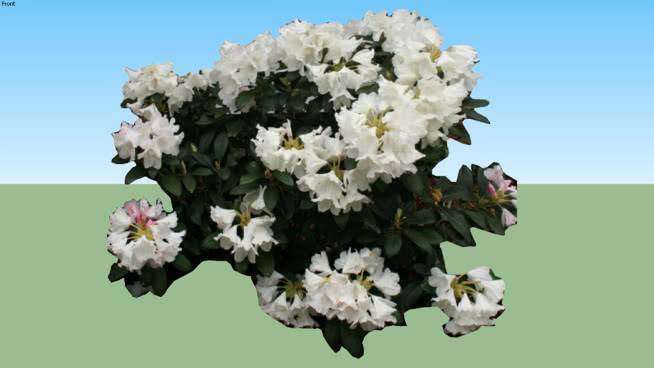 杜鹃公主 棉花 蜜蜂 花 珊瑚菌 植物