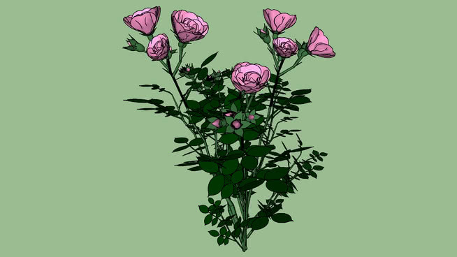 玫瑰丛桃红 其他 植物 花 画 刺棘蓟