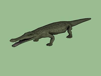 Sarcosuchus（肉瘤菌）