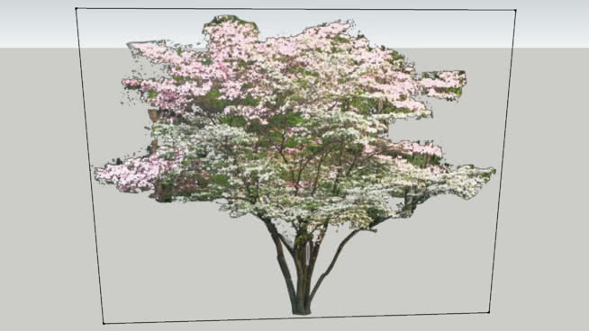 山茱萸 其他 植物 画 明信片 地图