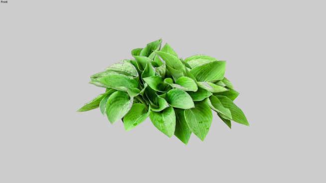 二维cutout玉簪蓝色青年 植物 其他 花 画 饰品