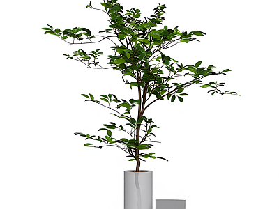 盆栽植物带花盆
