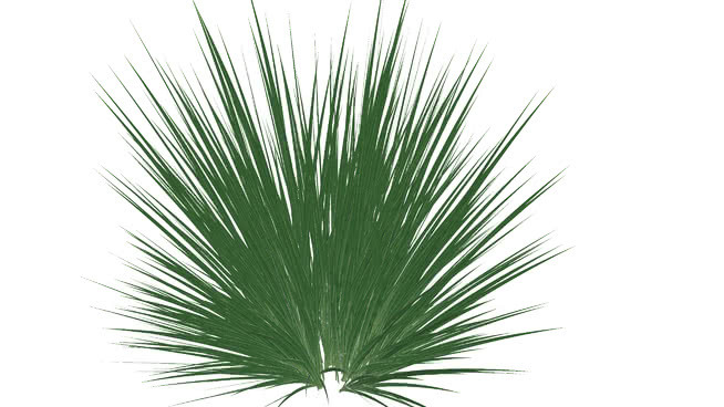 Miscanthus 草地 菠萝 铅笔 刺棘蓟