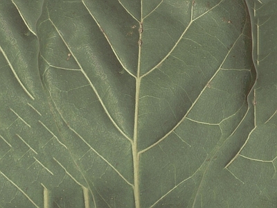 绿植墙