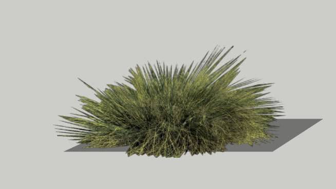 箱根草 海胆 植物 豪猪 羽毛笔 刺棘蓟