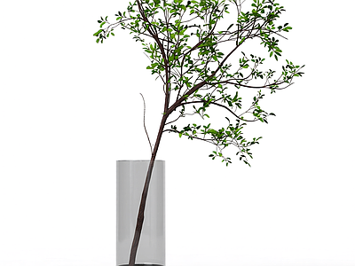 带盆绿植盆栽