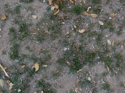 地面-草皮-0031.jpg 自然