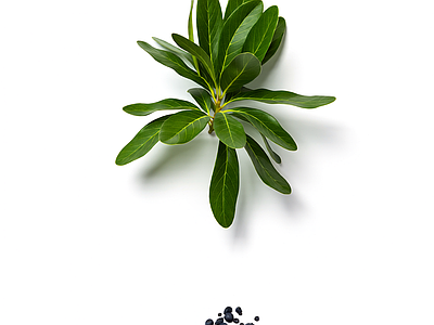 带果植物模型