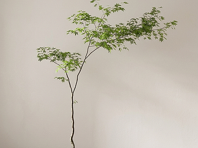 造型绿植盆栽