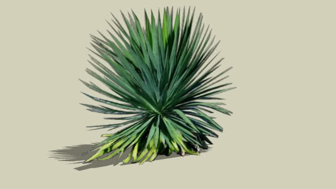 尤卡 植物 铅笔 羽毛笔 家居物品 海胆