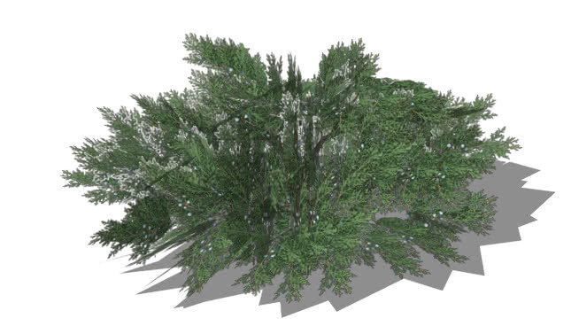 桧柏 植物 其他 画 钞票 花
