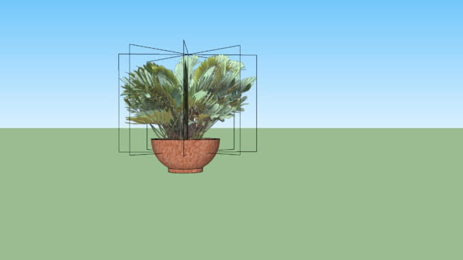 盆栽Zamia植物 其他 湖 花盆 植物 家居物品