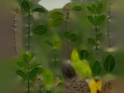 绿植墙