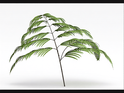 绿色蕨类植物模型