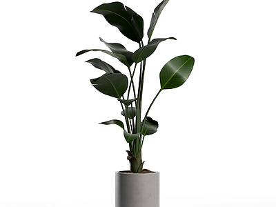 盆栽植物装饰