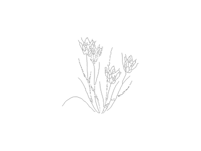 花 植物图块